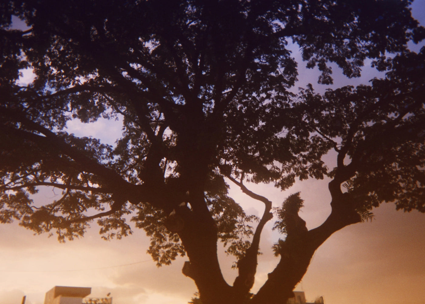 Three White Doves - Steven, 8