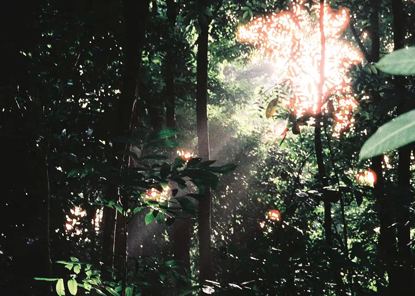 Treetop Sun - Fatima, 10