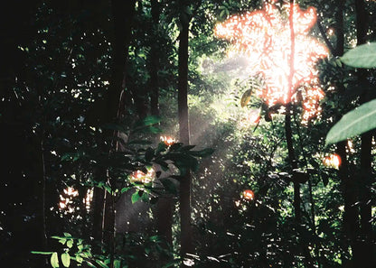 Treetop Sun - Fatima, 10