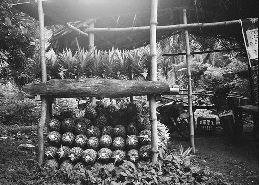 Fresh Pineapples- Lenard, 10