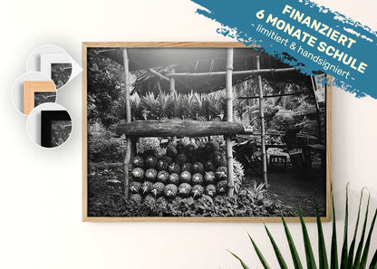 Fresh Pineapples- Lenard, 10