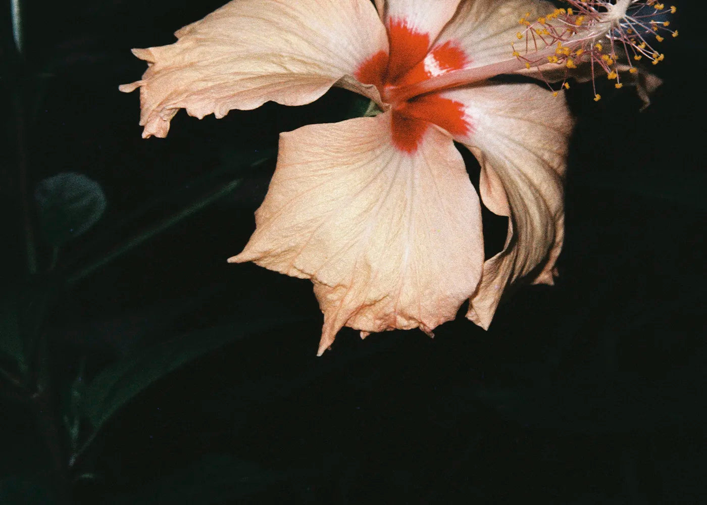 Gumamela - Lenard, 10