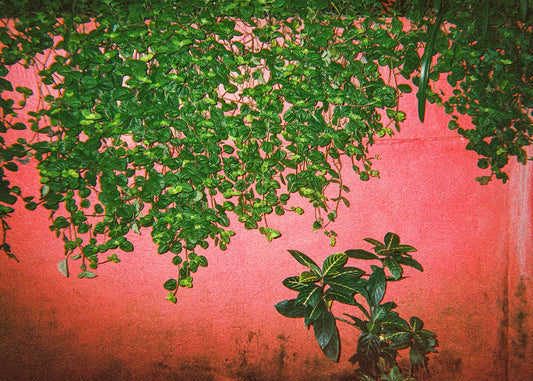 Green Pink - Maedane, 5