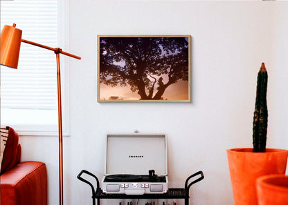 Steven Paner - Three White Doves - Print Poster DinA3 frame oak - Project Hidden Places
